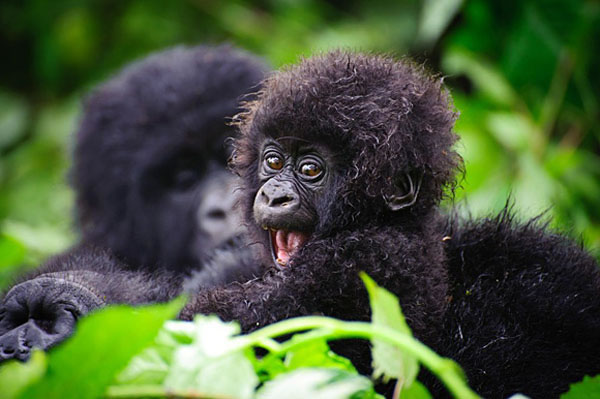 Baby Gorilla Bad Hair Day.jpg
