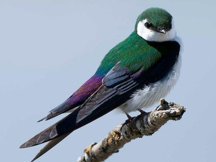 Violet green swallow.jpg