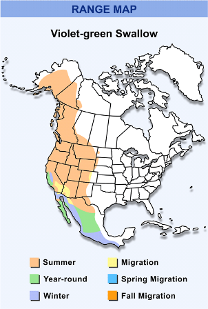 Violet green swallow range.jpg