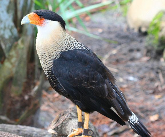 Crested Caracara.jpg