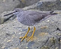 Wandering Tattler.jpg