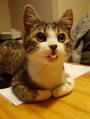 cat tongue.jpg