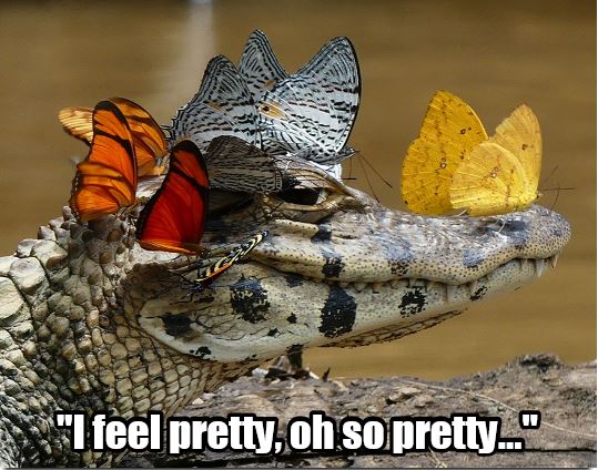 West Side Caiman.JPG