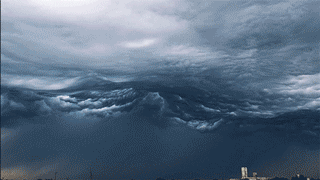 UndulatusAsperatus.gif