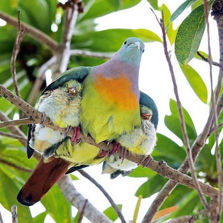 pink necked green pigeon.jpg
