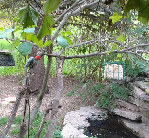 Red Bellied Woodpecker JWTalk.jpg