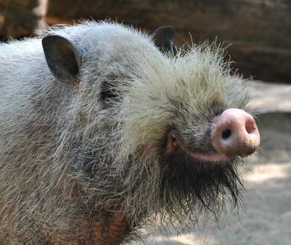 Bearded Pig.jpg