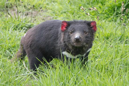 tasmanian-devil-cute.jpg