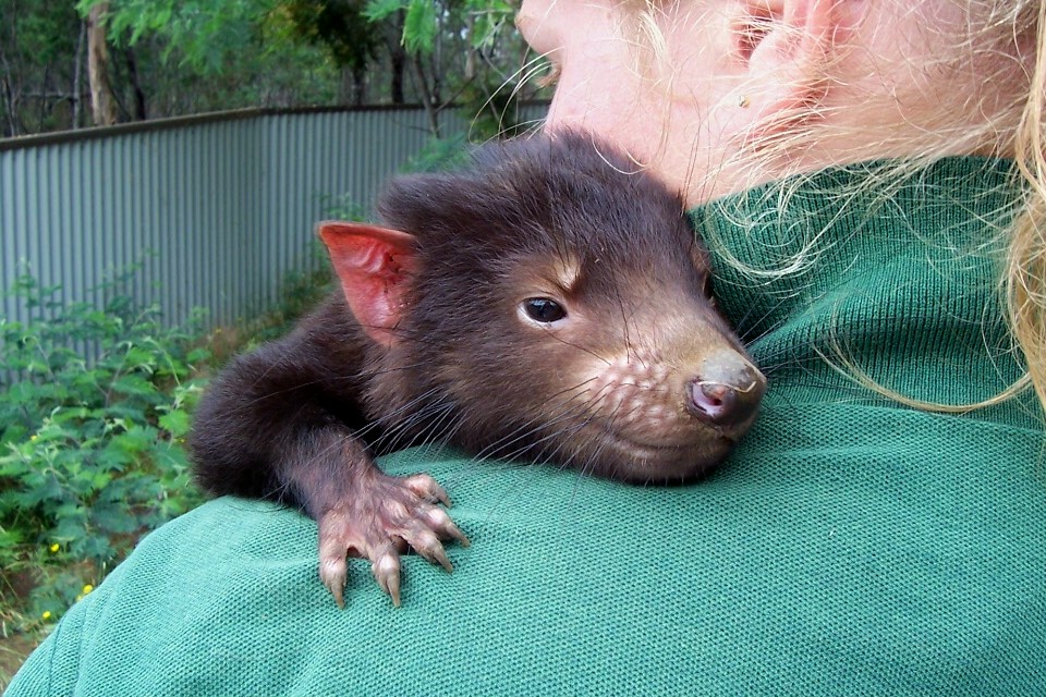 tassie-devil-cuddle.jpg