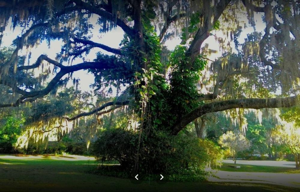 plant city tree.jpg