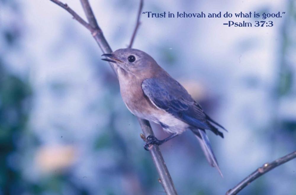 IMG_0002.thumb.JPG.495d8368035c76f530f6c