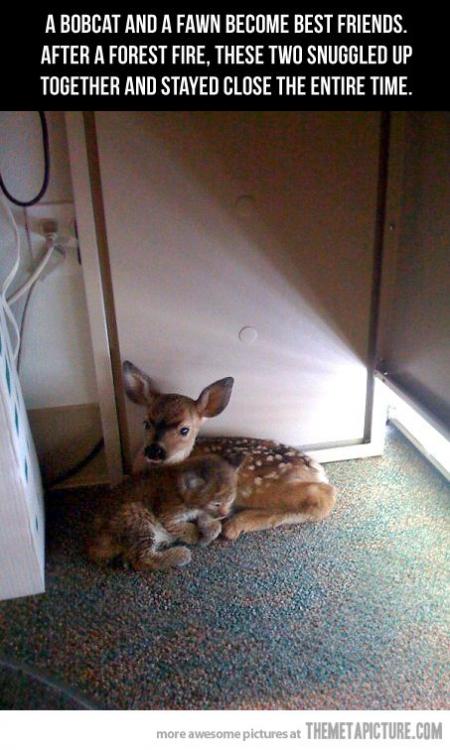 Bobcat and fawn.jpg