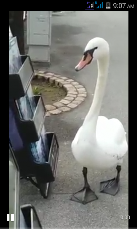 photo0 (1)  DUCK CART.png