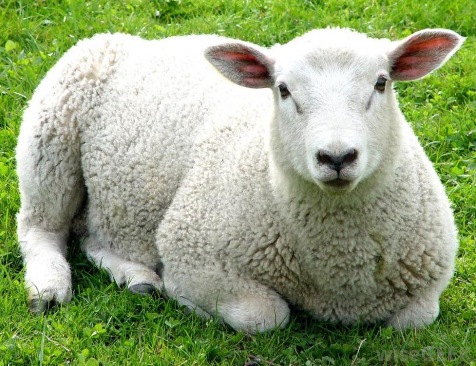 sheep-on-green-grass.jpg