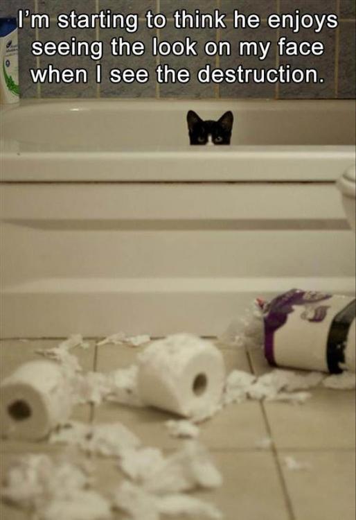 Bathroom Destroyer.jpg