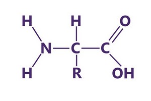 amino-acid-structure.jpg.fc511a5f132116438b27de6b96307b83.jpg