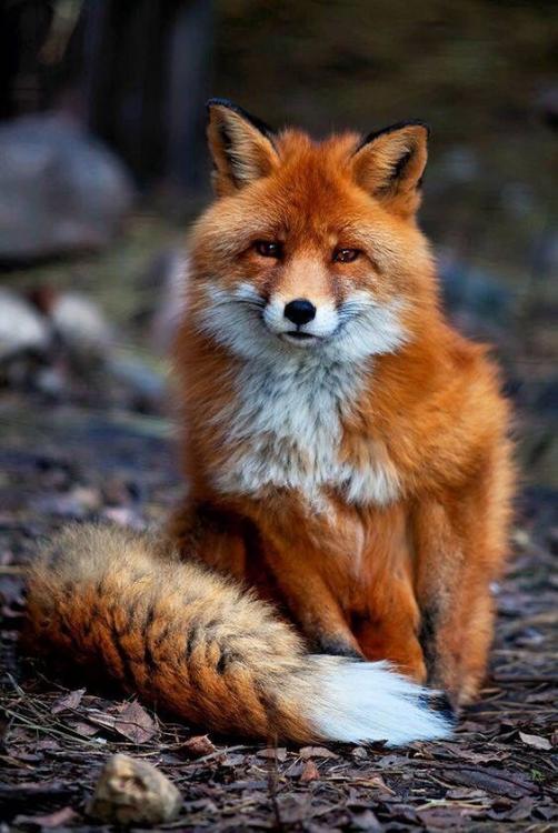 Foxy and cute.jpg