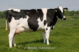 Cow.jpg.9263d672d0a8bd4ba4caa84bf41e7e8c.jpg