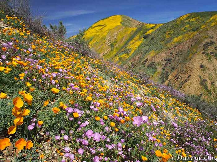 california-desert-superbloom-2017.jpg.0bdf66ab70f315a41db0ac130ec4c7db.jpg