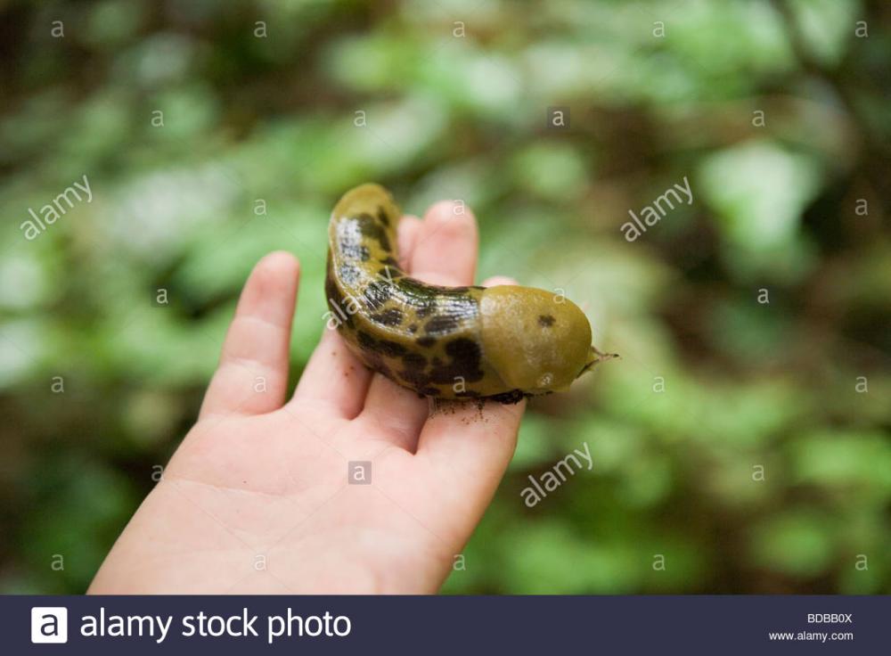 close-up-of-a-child-holding-a-giant-spotted-banana-slug-in-a-forest-BDBB0X.thumb.jpg.444af8eed0fc13aa603d7cebb02273bb.jpg