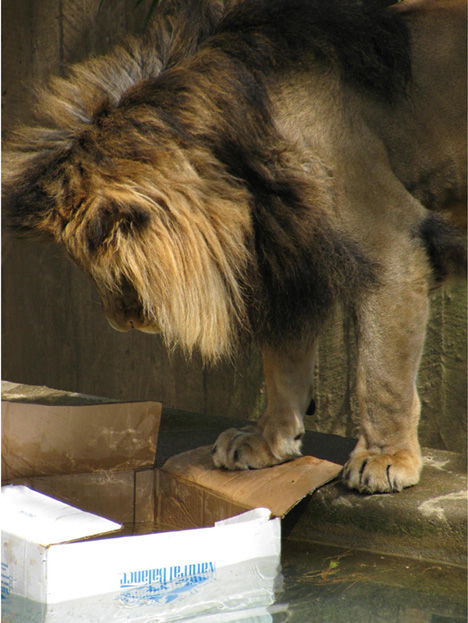 lion-cardboard-box2.jpg.2ae2560495d8148c3f3908c254f2cea4.jpg