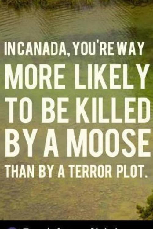 Killed by a moose.jpg