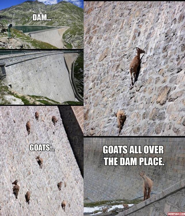 Dam Goats.jpg