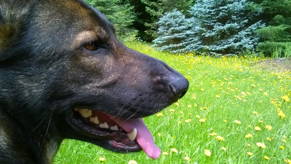 Smaug sticking his nose in the photo.jpg