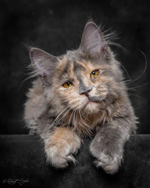 maine-coon-cat2.thumb.jpg.dd3397eda5a5f639c143679c0f3dd515.jpg