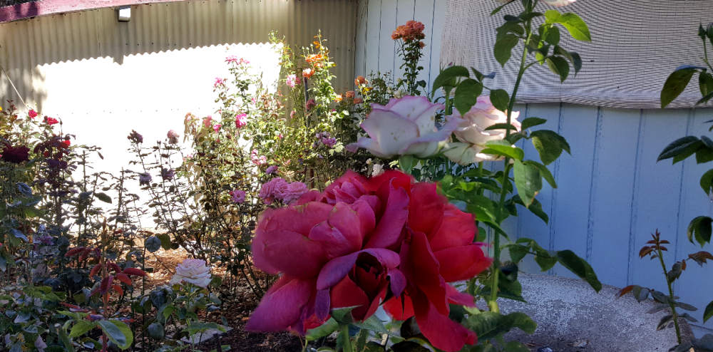 Focus Stacking - 001+002+003.png