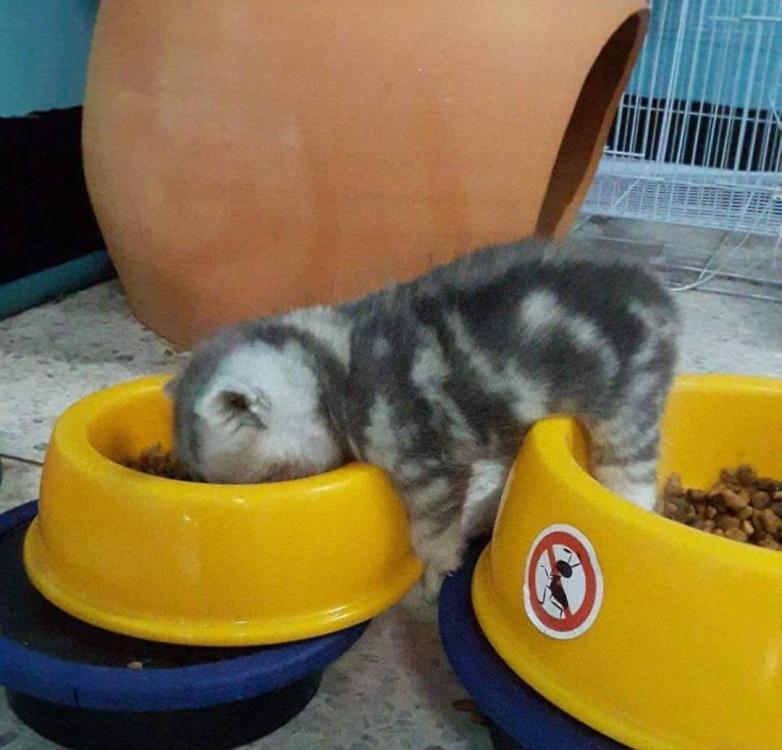 Where there is a will.jpg