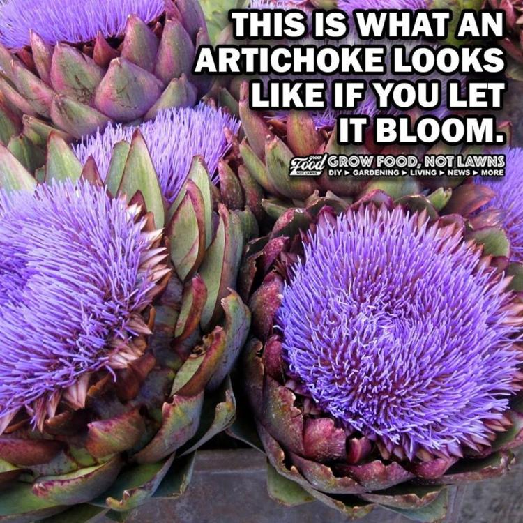 artichoke.thumb.jpg.0771c44df915c83c920446481ab28868.jpg