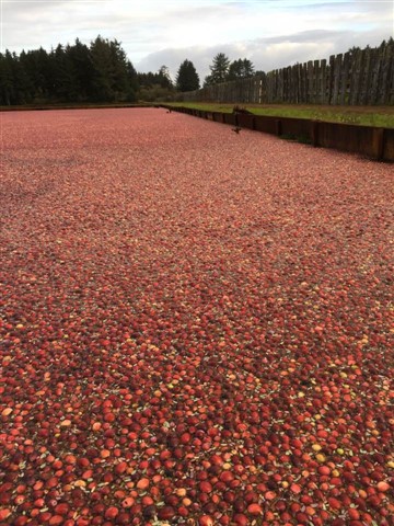 59d962e893de0_cranberryharvest(360x480).jpg.2c9d015da3711d314f60b8ed57776ae4.jpg