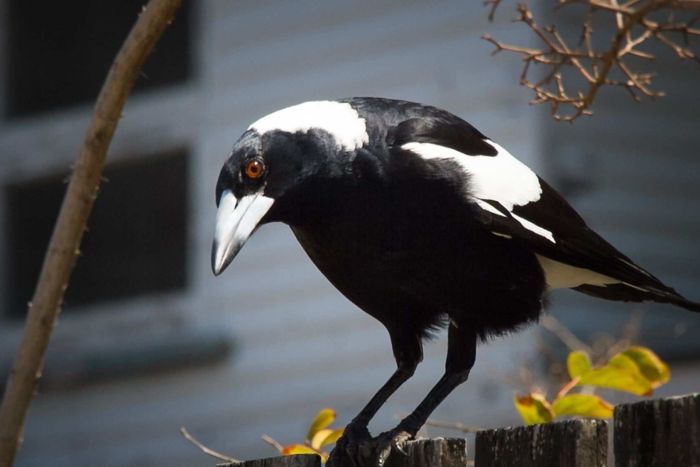 Magpie.jpg.7f23dbbf513cfbe350336d2477132fe5.jpg