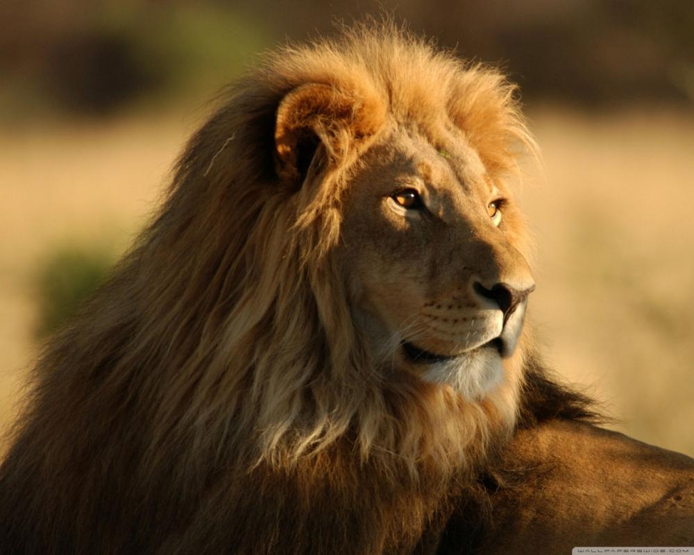 lion_in_the_wild-wallpaper-1280x1024.jpg