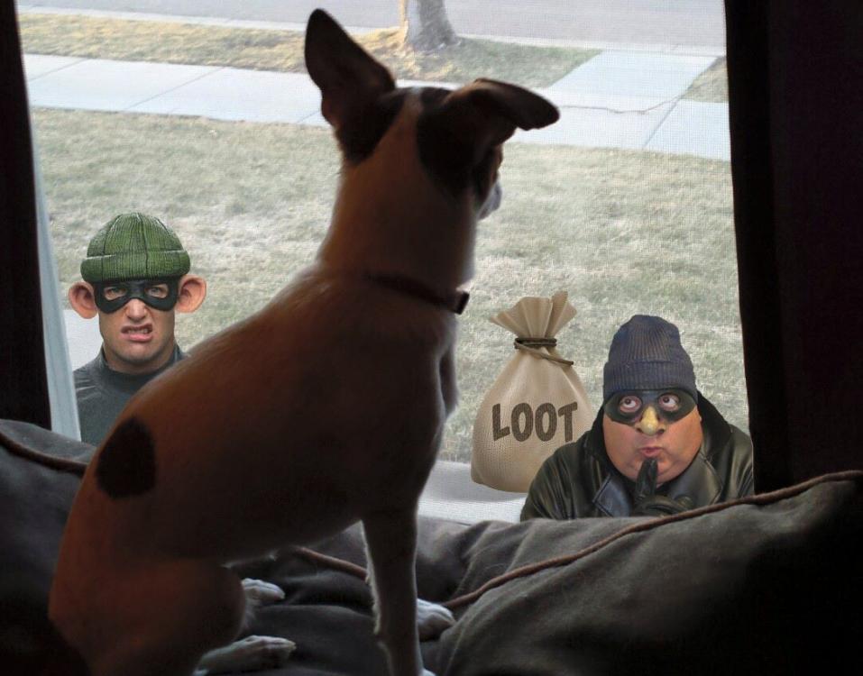 Group Dottie Guard Dog.jpg