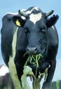 Cow10.jpg.2375b39fef2043129195615e6822a805.jpg