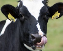 Cow9.jpg.d0e8d093c02e0c4085fc6e857b04c869.jpg