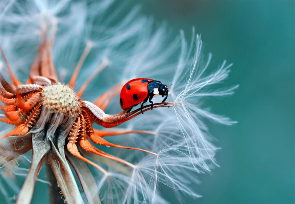 macro-micro-difference-macro-ladybug.jpg