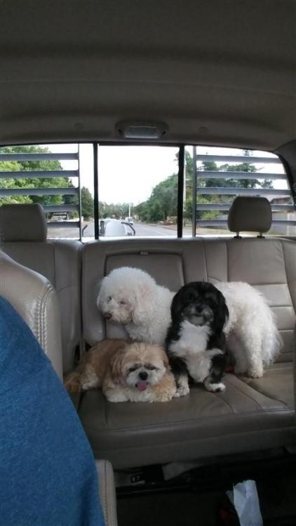 1633386626_Dogsinbackseat(475x845).thumb.jpg.141dfb97fa5550323beb53510df5490e.jpg