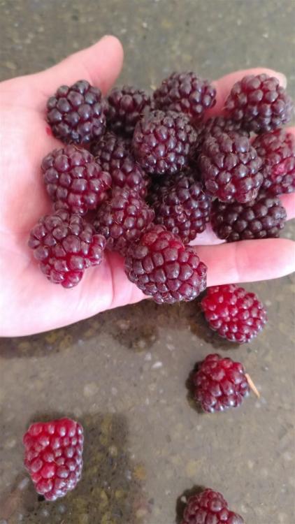 950165765_Boysenberries(861x1531).thumb.jpg.b99a5c3a374eef2be430d2594540dd38.jpg