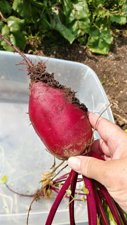 1551677061_bigbeet(861x1531).thumb.jpg.f7d605545ca636badbc8bbbd23d58350.jpg