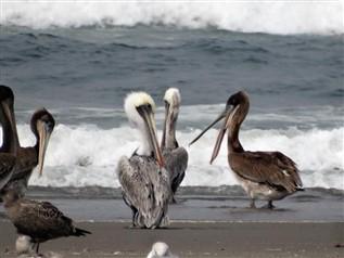 1499134054_pelicans(317x238).jpg.1a3626039876542a6d30f2d02360d37b.jpg