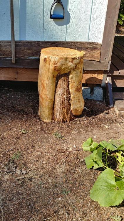 1951459353_stump(1)(861x1531).thumb.jpg.1ab41ca6ee48a081d75c6a9709186f60.jpg