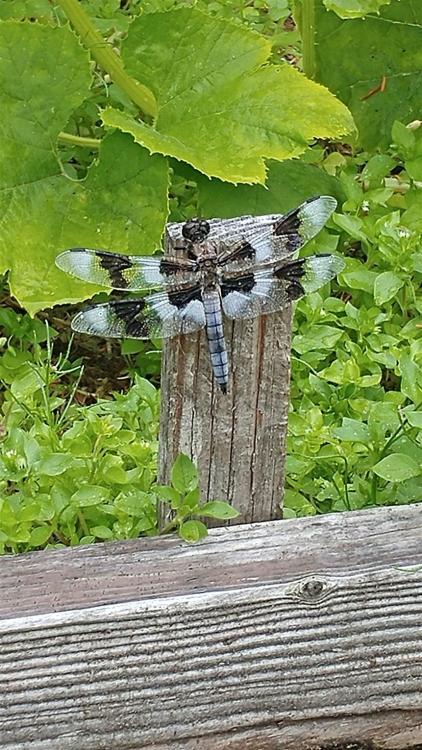 729137932_dragonfly(861x1531).thumb.jpg.e9af7be5c3cc5e703f435d732ffc7b0d.jpg