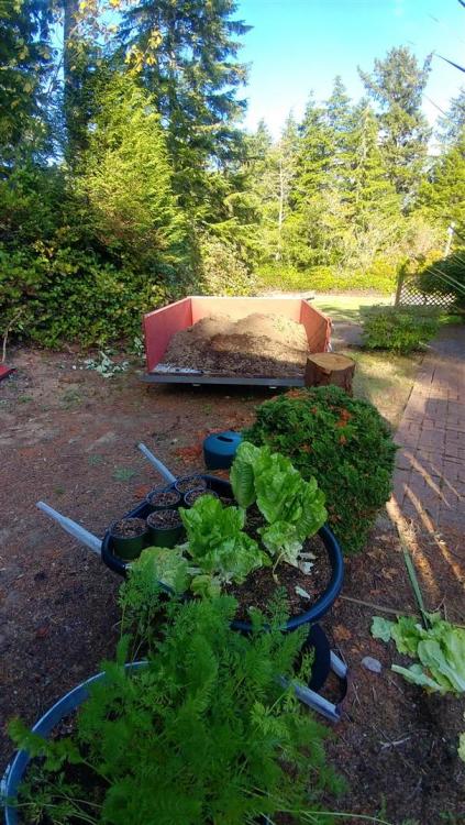 manure (606 x 1077).jpg