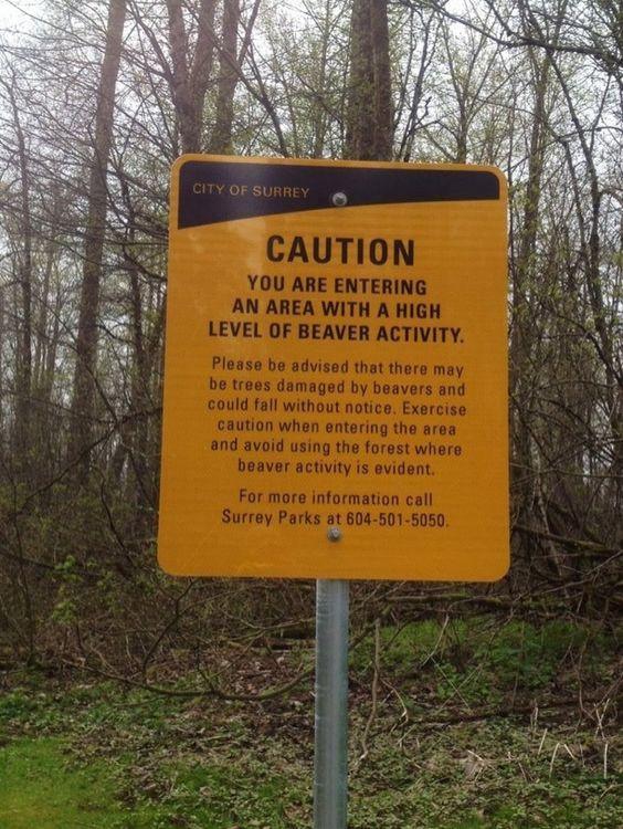 Caution Beavers Surrey BC.jpg