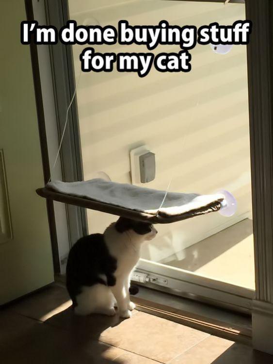 Done buying for cat.jpg