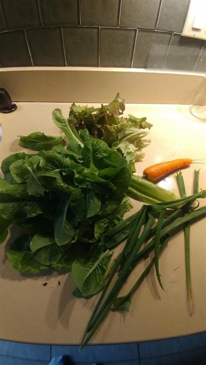 31231017_lettuce(606x1077).thumb.jpg.a1bc91e297cb249dc047f69856d8901d.jpg