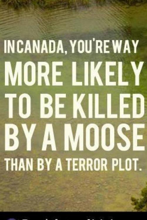 More Likely Killed by Moose Than Torrorist.jpg